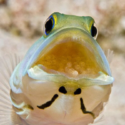 Last year I posted a jawfish with eggs that were about to... by Jim Chambers 